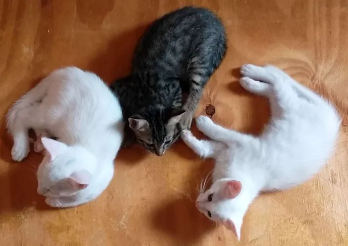 Gato ra a Sem raça definida idade 7 a 11 meses nome Sem nome