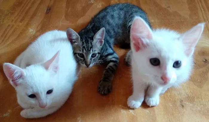 Gato ra a Sem raça definida idade 7 a 11 meses nome Sem nome