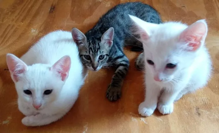 Gato ra a Sem raça definida idade 7 a 11 meses nome Sem nome