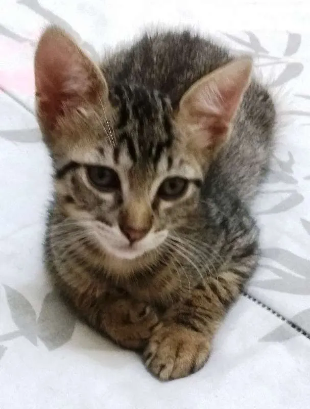 Gato ra a Sem raça definida idade 7 a 11 meses nome Sem nome