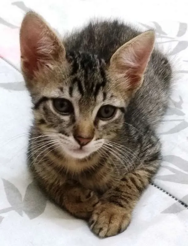 Gato ra a Sem raça definida idade 7 a 11 meses nome Sem nome