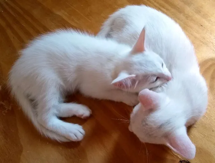 Gato ra a Sem raça definida idade 7 a 11 meses nome Sem nome
