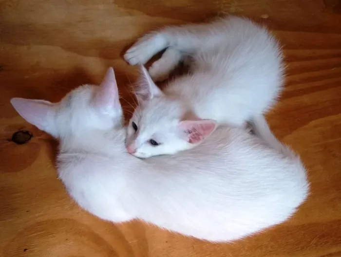 Gato ra a Sem raça definida idade 7 a 11 meses nome Sem nome
