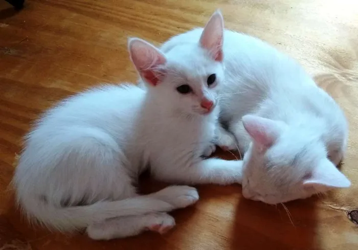 Gato ra a Sem raça definida idade 7 a 11 meses nome Sem nome