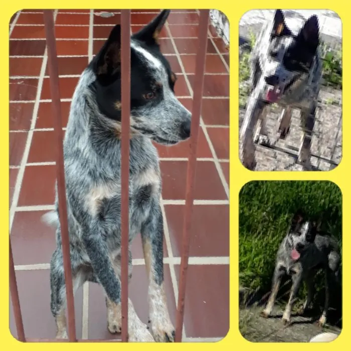 Cachorro ra a Blue Heeler  idade 7 a 11 meses nome Furmagalli