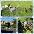 Furmagalli