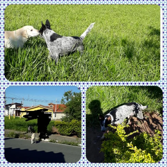 Cachorro ra a Blue Heeler  idade 7 a 11 meses nome Furmagalli