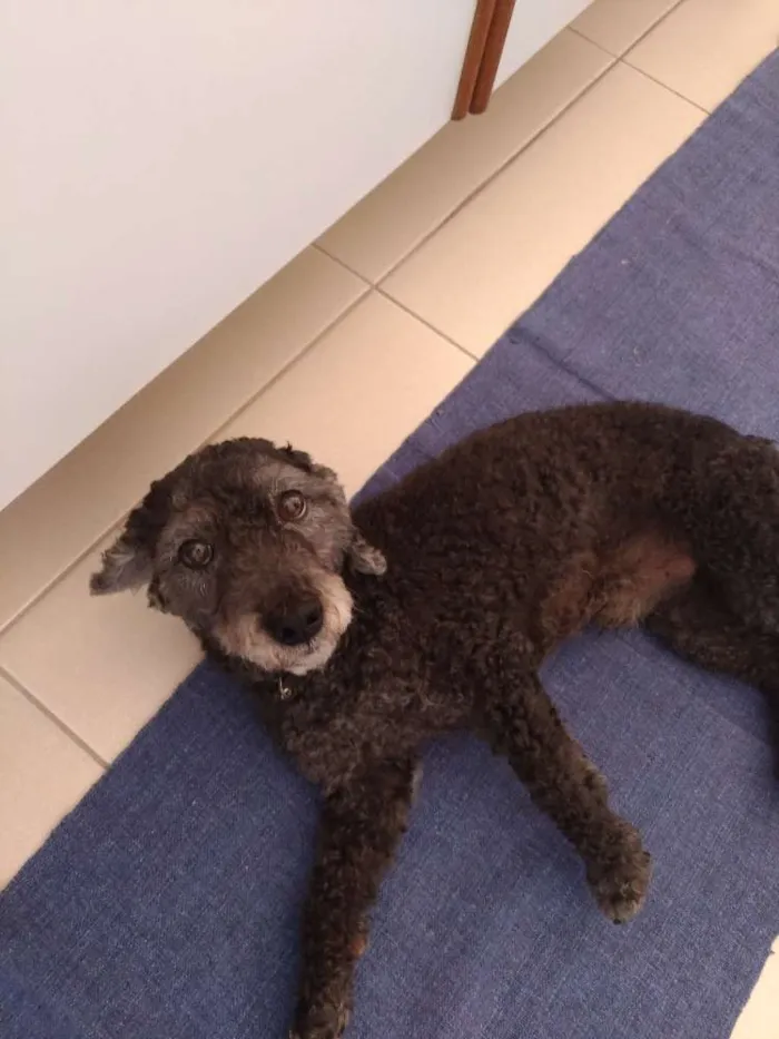 Cachorro ra a Puddle idade 6 ou mais anos nome Nino