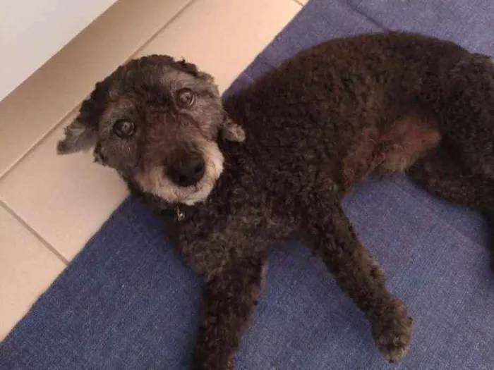 Cachorro ra a Puddle idade 6 ou mais anos nome Nino