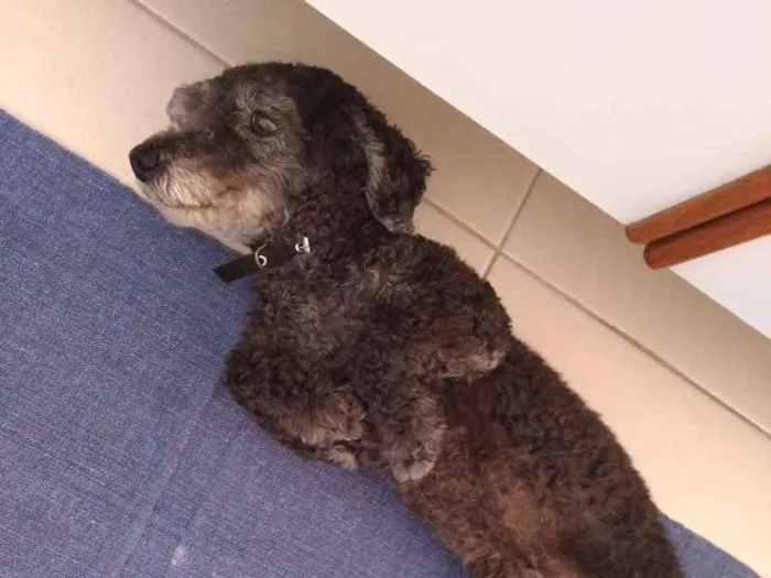 Cachorro ra a Puddle idade 6 ou mais anos nome Nino