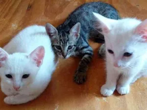 Gato raça Sem raça definida idade 7 a 11 meses nome Sem nome