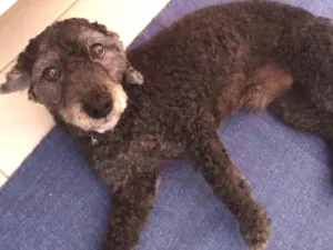 Cachorro raça Puddle idade 6 ou mais anos nome Nino