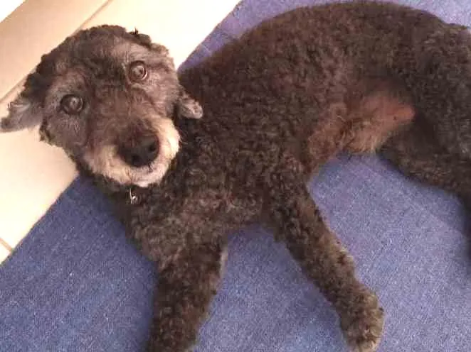 Cachorro ra a Puddle idade 6 ou mais anos nome Nino