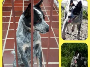 Cachorro raça Blue Heeler  idade 7 a 11 meses nome Furmagalli