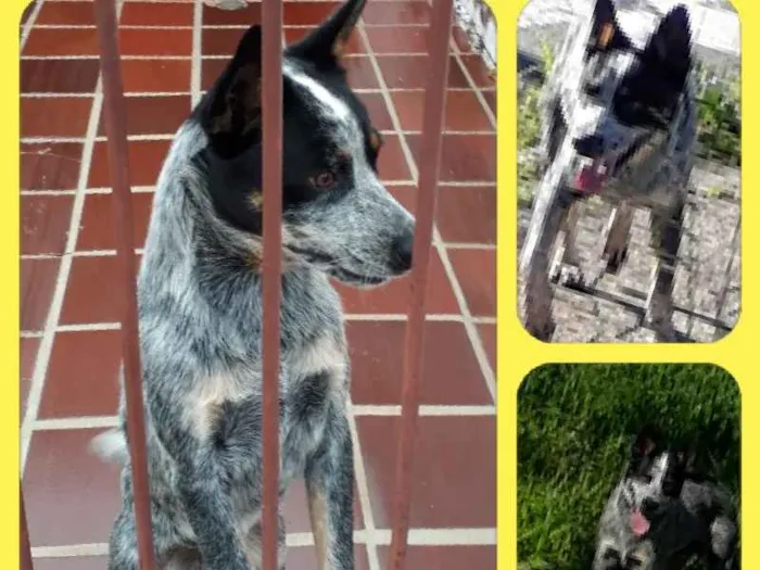 Cachorro ra a Blue Heeler  idade 7 a 11 meses nome Furmagalli