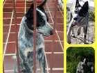 Cachorro raça Blue Heeler  idade 7 a 11 meses nome Furmagalli