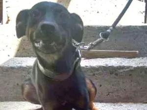 Cachorro raça Indefinida idade 1 ano nome Xena