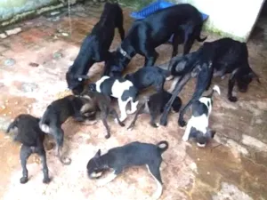 Cachorro raça Vira Lata idade 2 a 6 meses nome Vários