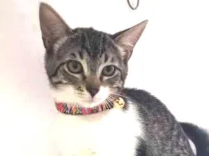Gato raça SRD idade 2 a 6 meses nome BENTO 