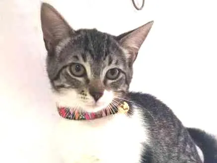Gato ra a SRD idade 2 a 6 meses nome BENTO 