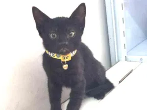 Gato raça SRD idade 2 a 6 meses nome JOEL