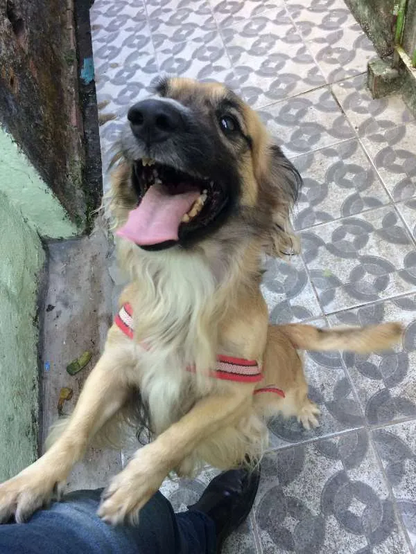 Cachorro ra a Cocker idade 4 anos nome PRINCE