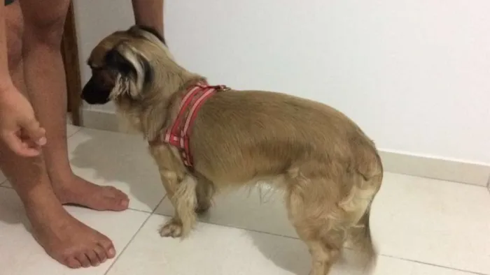 Cachorro ra a Cocker idade 4 anos nome PRINCE