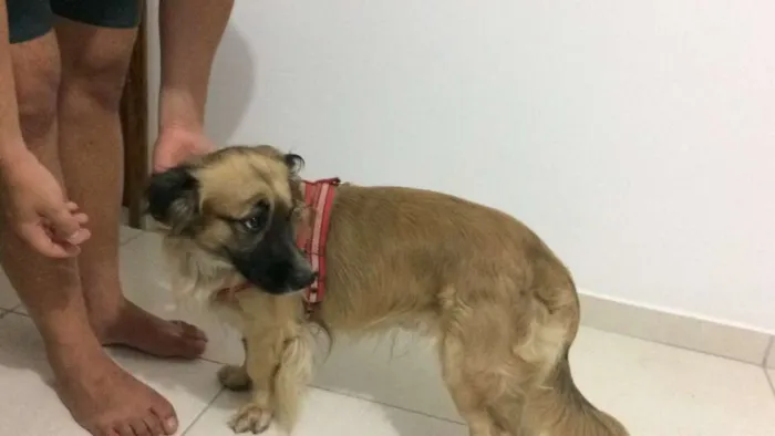 Cachorro ra a Cocker idade 4 anos nome PRINCE