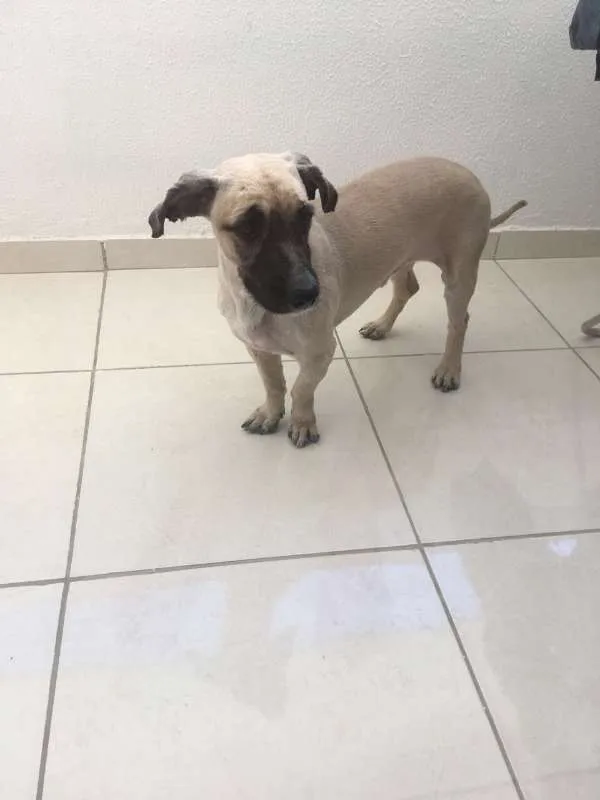 Cachorro ra a Cocker idade 4 anos nome PRINCE