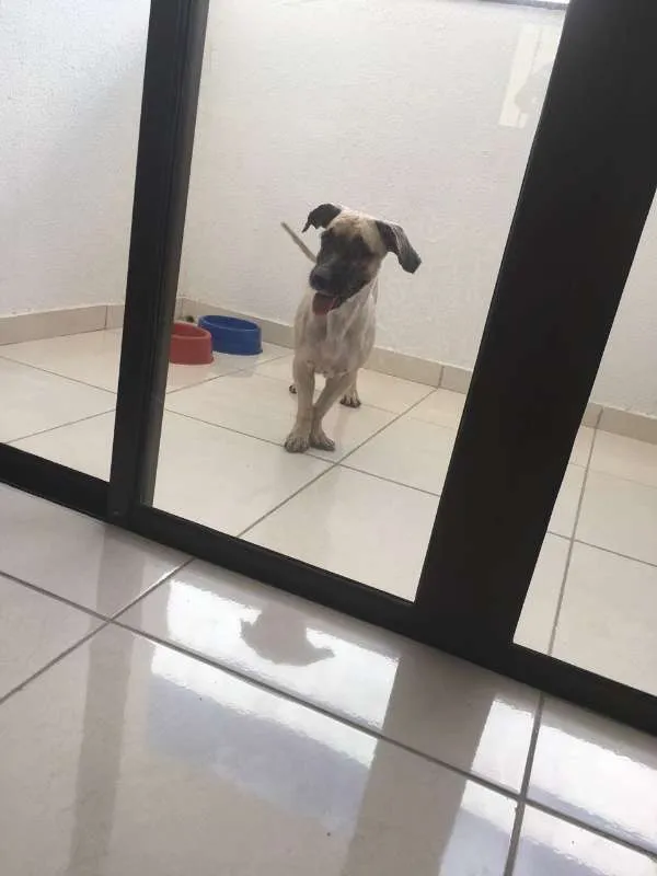 Cachorro ra a Cocker idade 4 anos nome PRINCE