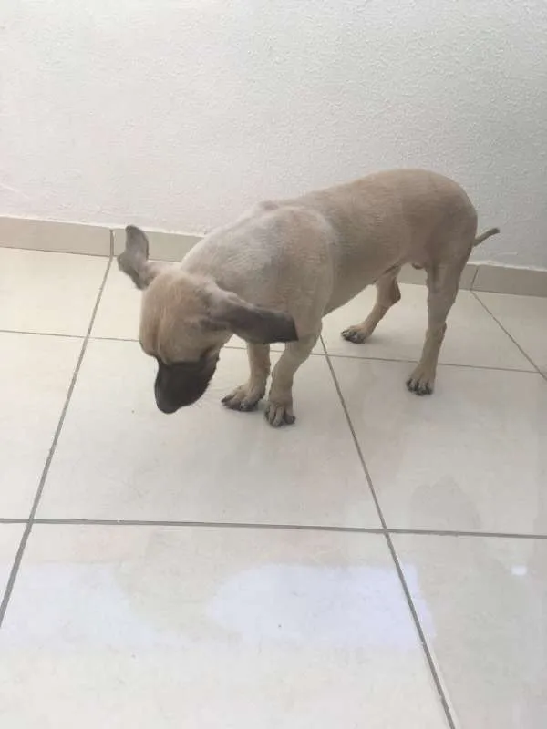 Cachorro ra a Cocker idade 4 anos nome PRINCE