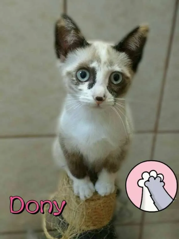 Gato ra a SRD idade 2 a 6 meses nome DONY
