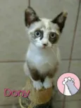 DONY
