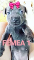 Pretinha