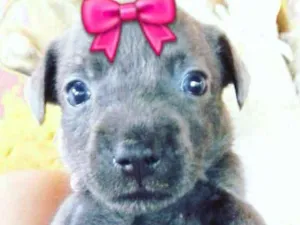 Cachorro raça Vira lata idade Abaixo de 2 meses nome Pretinha