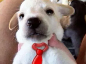 Cachorro raça Vira lata idade Abaixo de 2 meses nome Pinho