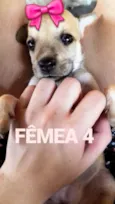 Magrela