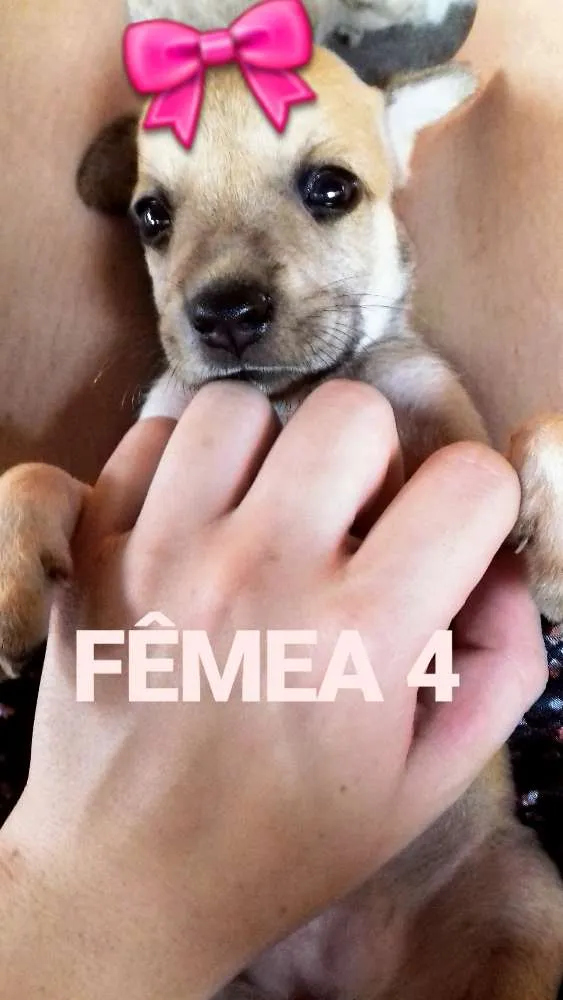 Cachorro raça Vira lata idade Abaixo de 2 meses nome Magrela