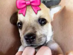 Cachorro raça Vira lata idade Abaixo de 2 meses nome Magrela