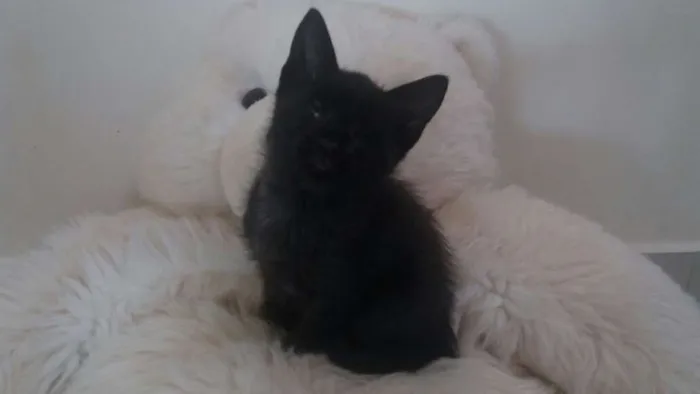 Gato ra a  idade 2 a 6 meses nome filhotes