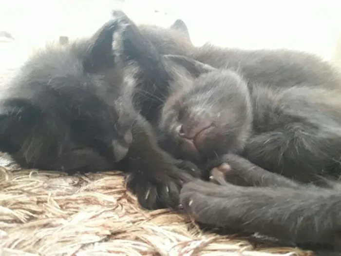 Gato ra a  idade 2 a 6 meses nome filhotes