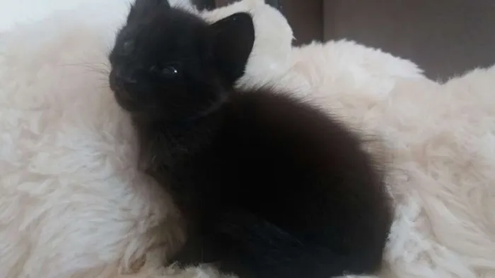 Gato ra a  idade 2 a 6 meses nome filhotes