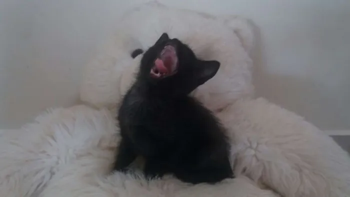 Gato ra a  idade 2 a 6 meses nome filhotes