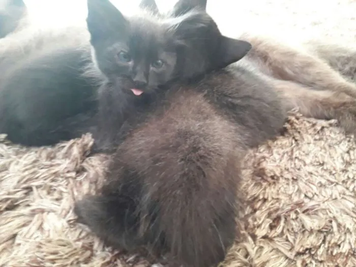 Gato ra a  idade 2 a 6 meses nome filhotes
