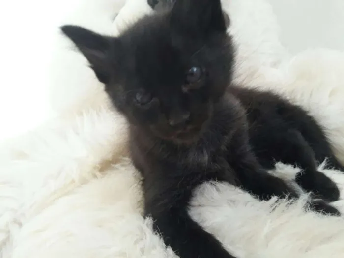 Gato ra a  idade 2 a 6 meses nome filhotes