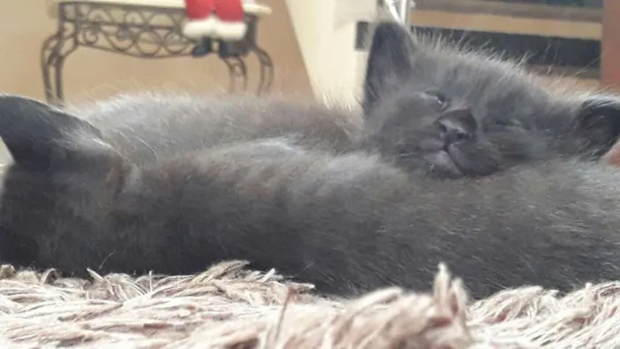 Gato ra a  idade 2 a 6 meses nome filhotes