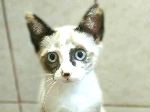 Gato ra a SRD idade 2 a 6 meses nome DONY