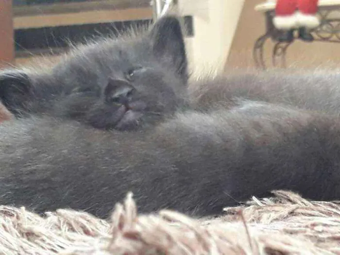 Gato ra a  idade 2 a 6 meses nome filhotes