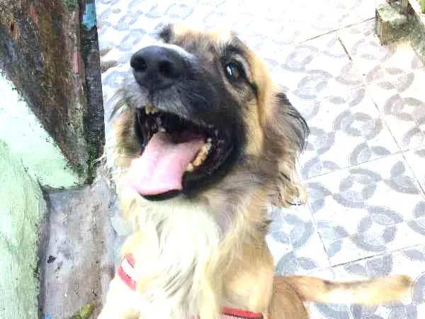 Cachorro ra a Cocker idade 4 anos nome PRINCE