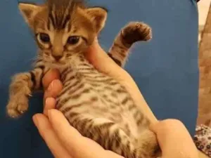 Gato raça SRD idade 2 a 6 meses nome PEPI
